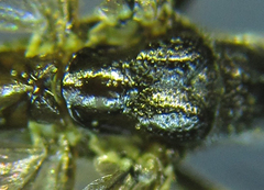 Calameuta pallipes