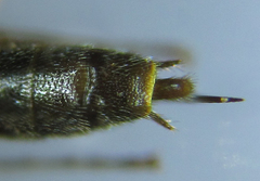 Calameuta pallipes