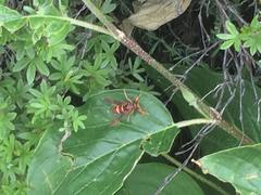 Paranthrene robiniae