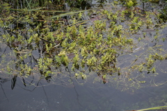 Helosciadium repens