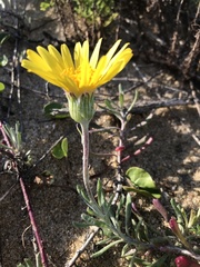 Senecio crassiflorus