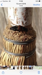 Staphylinus dimidiaticornis