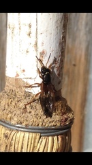 Staphylinus dimidiaticornis