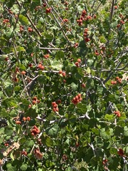 Rhus aromatica simplicifolia