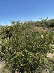 Rhus aromatica simplicifolia