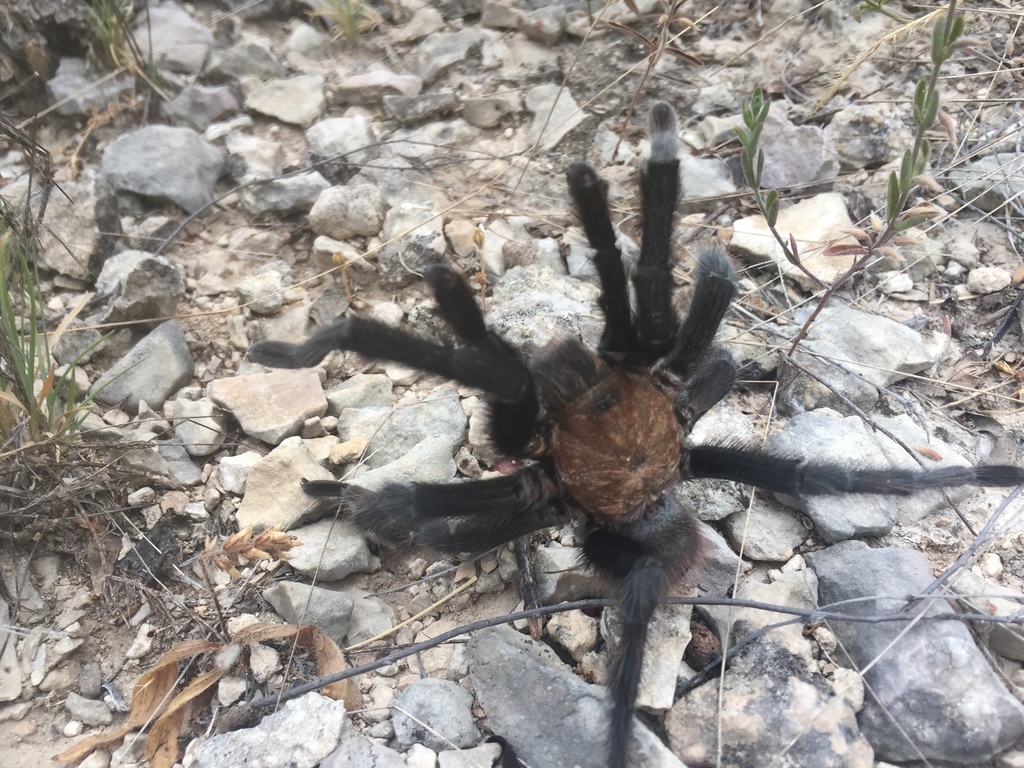 Texas Black Spot Tarantula from Amistad National Recreation Area ...