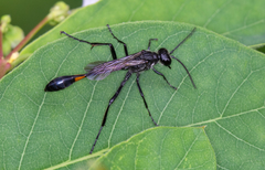 Ammophila urnaria