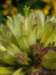 Campanula thyrsoides