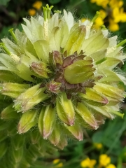 Campanula thyrsoides