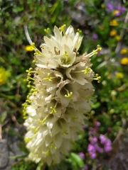 Campanula thyrsoides