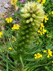 Campanula thyrsoides