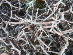 Pittosporum anomalum