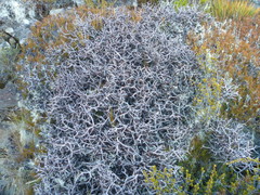 Pittosporum anomalum