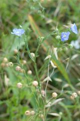 Linum pratense