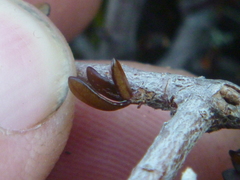 Pittosporum anomalum