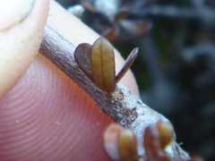 Pittosporum anomalum