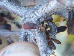 Pittosporum anomalum