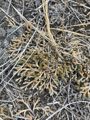 Selaginella wallacei