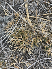 Selaginella wallacei