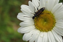 Strangalepta abbreviata