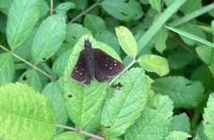 Piruna brunnea