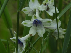 Delphinium leucophaeum