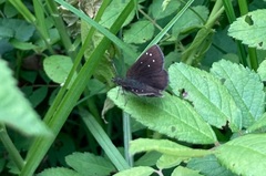 Piruna brunnea