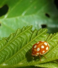 Calvia quindecimguttata