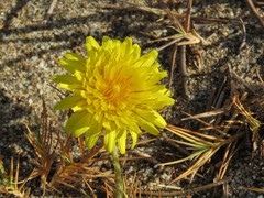 Agoseris apargioides