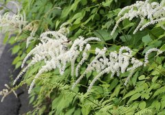 Astilbe thunbergii