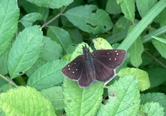 Piruna brunnea