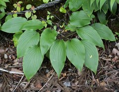 Hosta longipes longipes