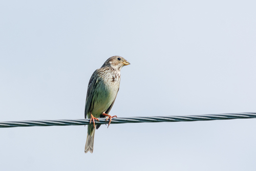 Corn Bunting (Emberiza calandra), photo 10