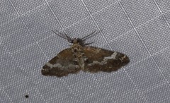 Perizoma alchemillata