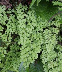 Adiantum monochlamys