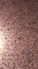 Lithobates berlandieri