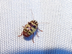 Cryptocephalus leucomelas