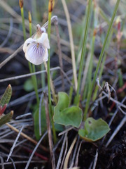 Viola epipsiloides