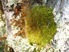 Leptostomum inclinans