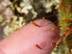 Leptostomum inclinans