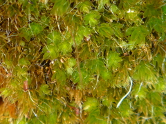 Leptostomum inclinans