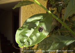 Megachile amparo