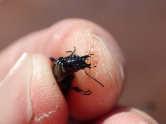 Blethisa quadricollis