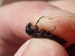 Blethisa quadricollis