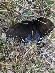 Papilio glaucus