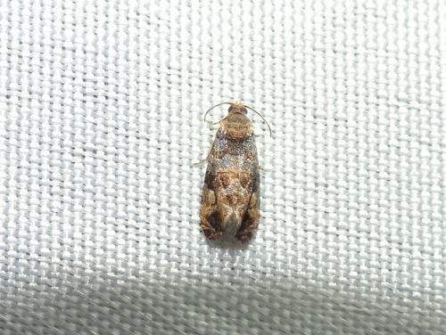 Grape Berry Moth