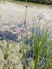 Butomus umbellatus