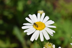 Chrysanthia geniculata
