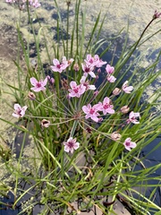 Butomus umbellatus