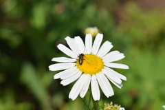 Chrysanthia geniculata
